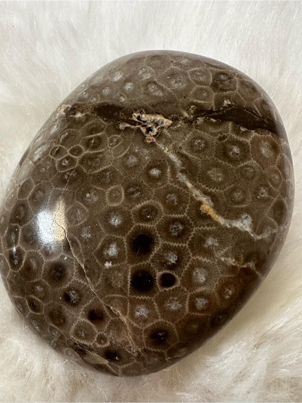 Gorgeous authentic Michigan Petoskey stone